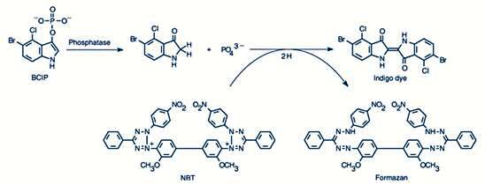 BCIP/NBT反应的示意图