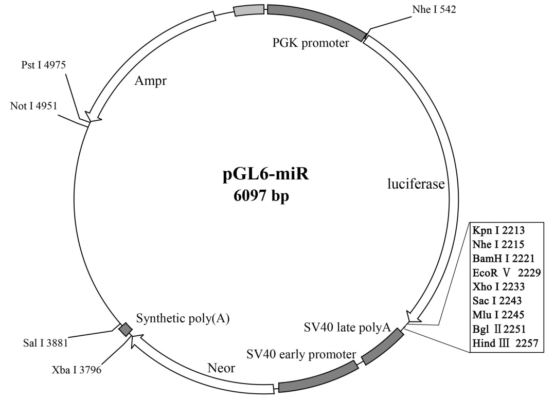 p38 MAPK抗体 一抗