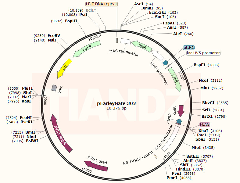 pEarleyGate 302(pEarleyGate302