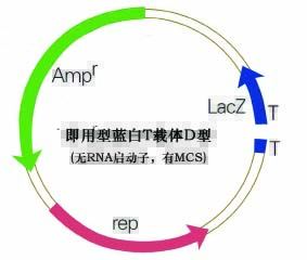即用型蓝白T载体D型(无RNA启动子，有MCS)质粒图谱