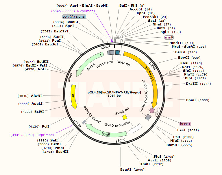 pGL4.30[luc2P NFAT-RE Hygro]