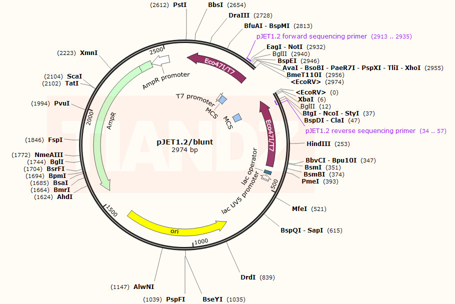 pJET1.2/blunt(pJET1.2blunt)