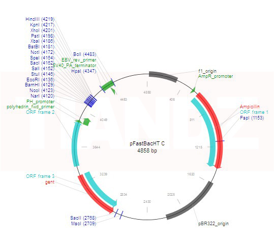 pFastBacHT C（pFastBacHTC）
