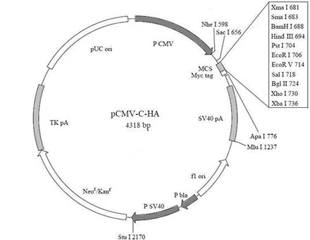 C端HA标签融合蛋白质粒北京厂家