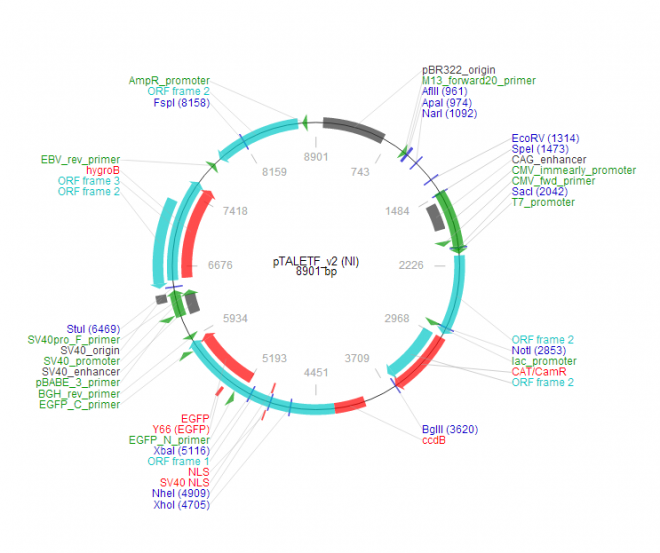 pTALETF_v2 (NI) 质粒图谱