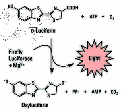 萤火虫荧光素酶催化的发光反应原理