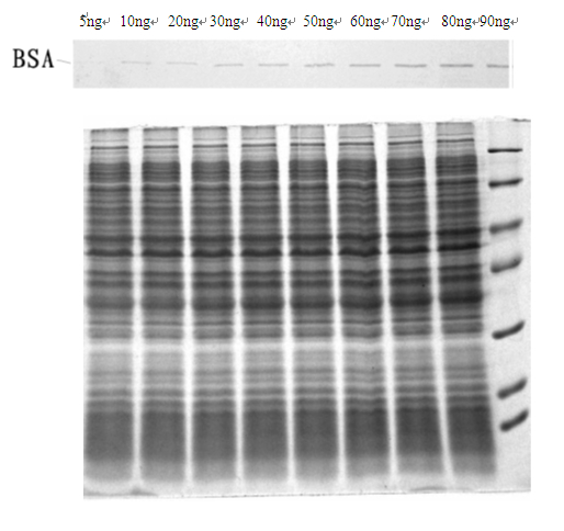 热启动PCR Master Mix(含染料) 核酸扩增(PC