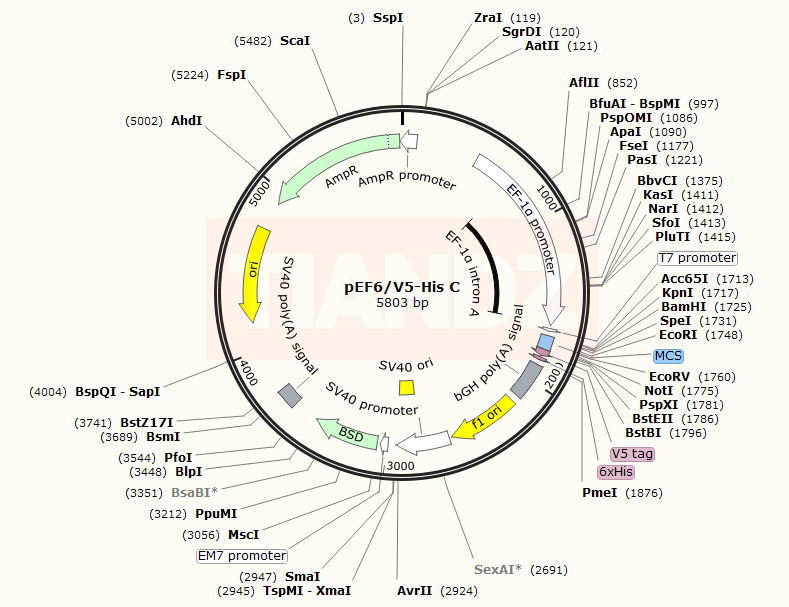 pEF6/V5-His C(pEF6V5HisC)