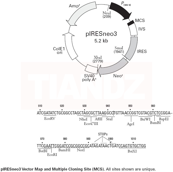 pIRESneo3载体图谱和多克隆位点