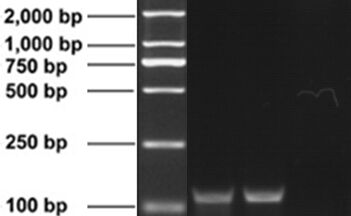 副猪嗜血杆菌(HPS)单重凝胶PCR检测试剂盒