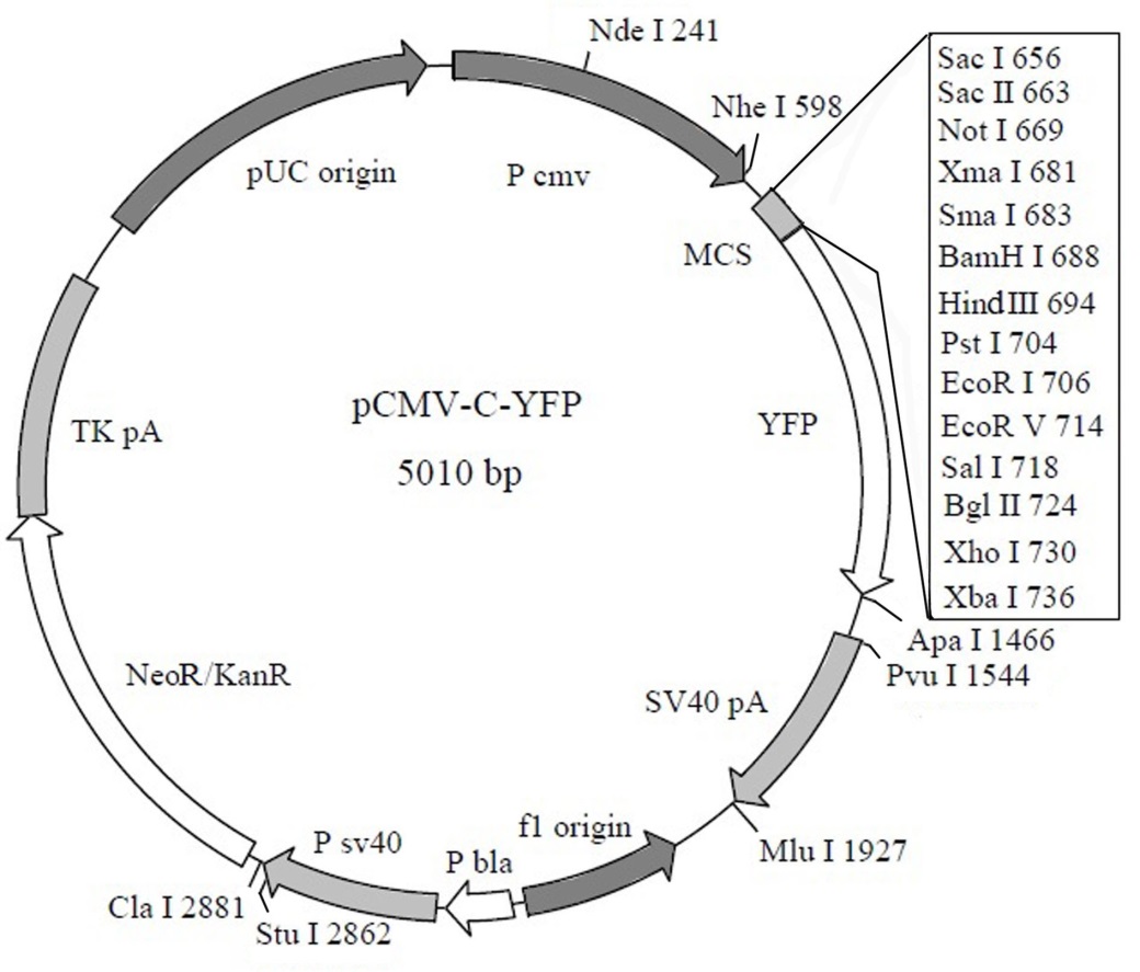 YT468型C端YFP标签融合蛋白质粒(黄色荧光蛋白)厂商