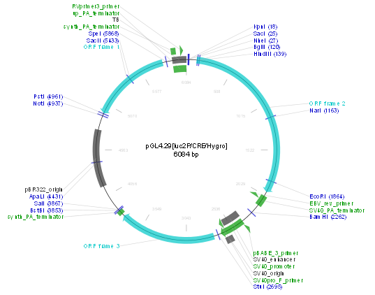 pGL4.29[luc2P/CRE/Hygro]产品信息