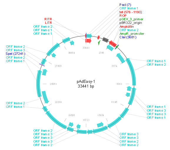 pAdEasy-1产品信息