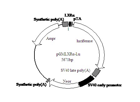 LXR-Luc荧光素酶报告基因质粒 报告基因检测