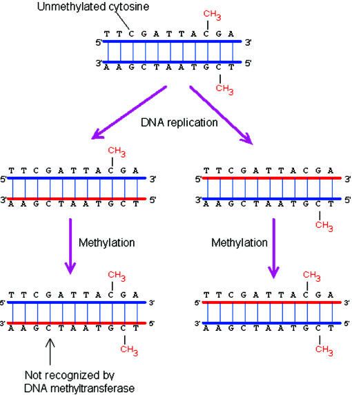 识别双链DNA上的二核苷酸序列并甲基化其中的所有胞嘧啶残基过程示意图