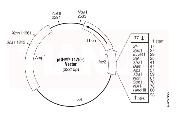 pGEM-11ZF(+)（pGEM11ZF）