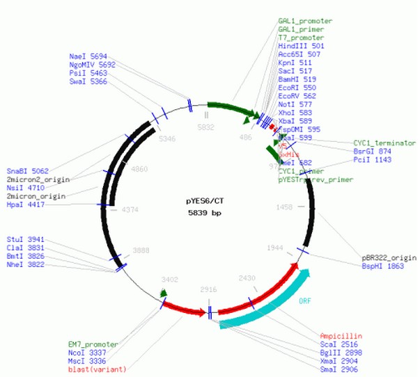 pYES6/CT产品信息