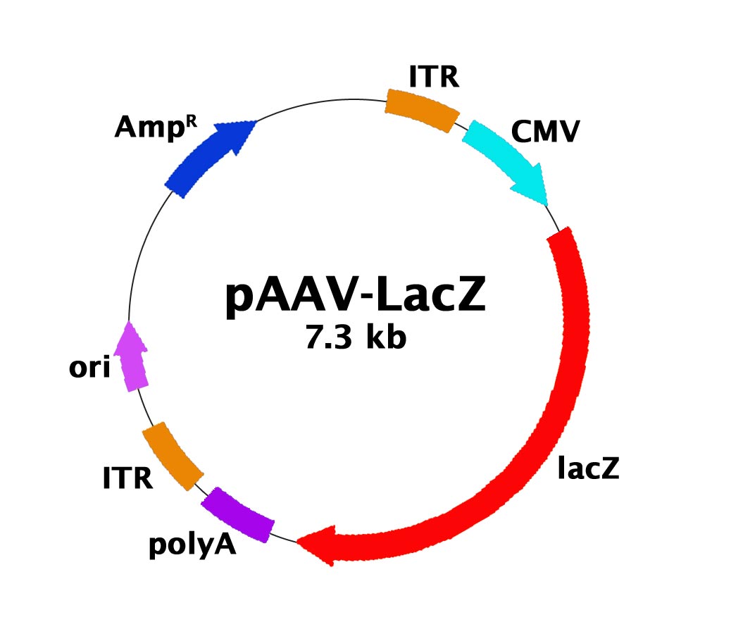 pAAV-LacZ产品信息