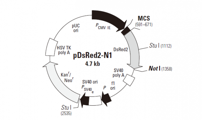 pDsRed2-N1 质粒图谱