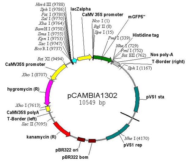 pCAMBIA1302产品信息