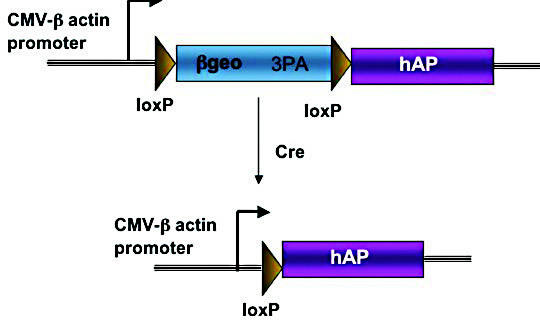 Cre重组酶作用原理图