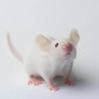 动物实验DR数字X线片检查