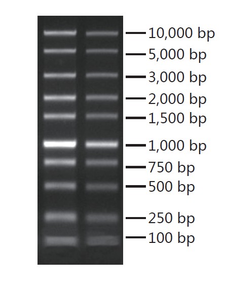 BAmp DNA Polymerase大量库存促销