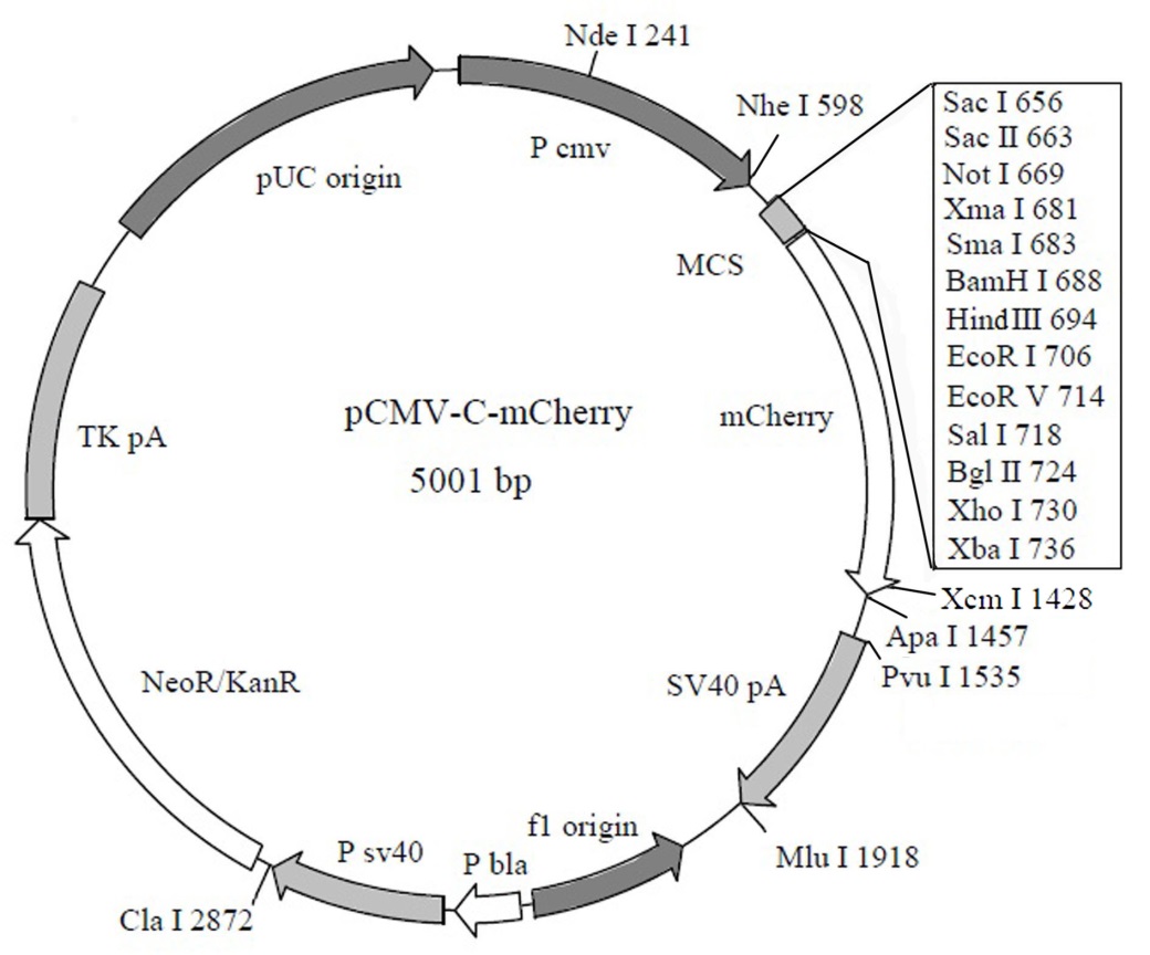 细胞内pH荧光探针(BCECF AM)价格