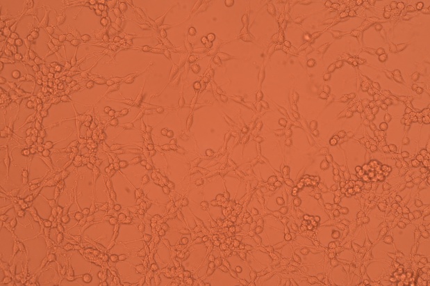 PC-12(高分化), 大鼠肾上腺髓质嗜铬瘤分化细胞株(高分