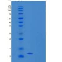 人Neuritin重组蛋白