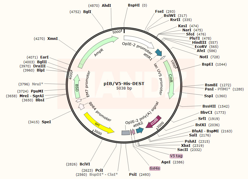 pIB/V5-His-DEST(pIBV5HisDEST)
