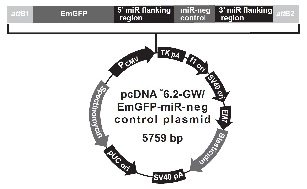 pcDNA6.2-GWEmGFP-miR negative(