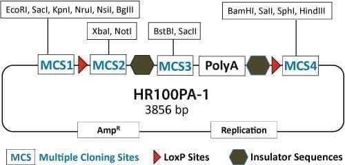 PrecisionX Basic HR Targeting Vector for Gene Knock-In/Out (MCS1-LoxP-MCS2-MCS3-pA-LoxP-MCS4)