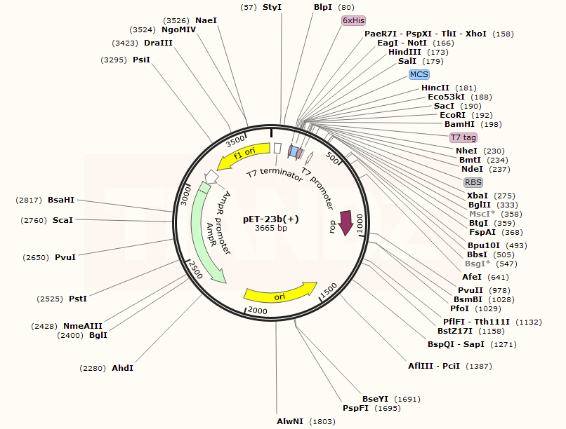 pET-23b(+)（pET23b）(60908-2826)