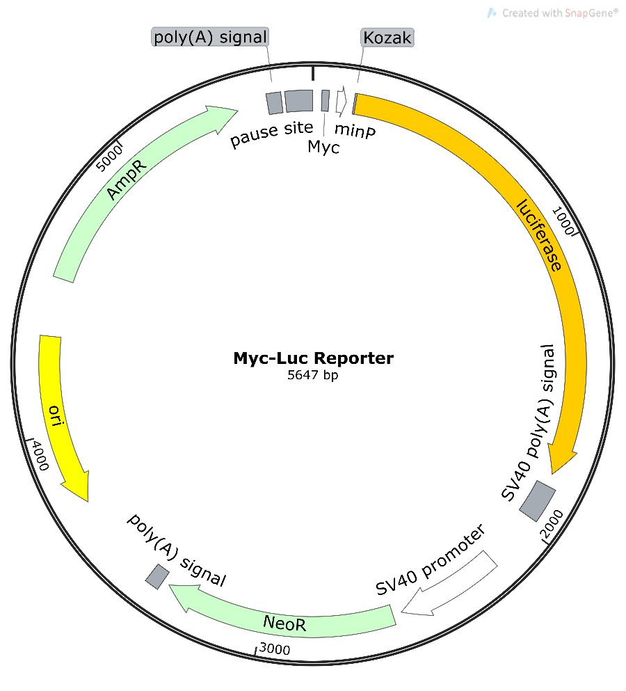 Myc-Luc荧光素酶报告基因质粒 （Myc lucifer