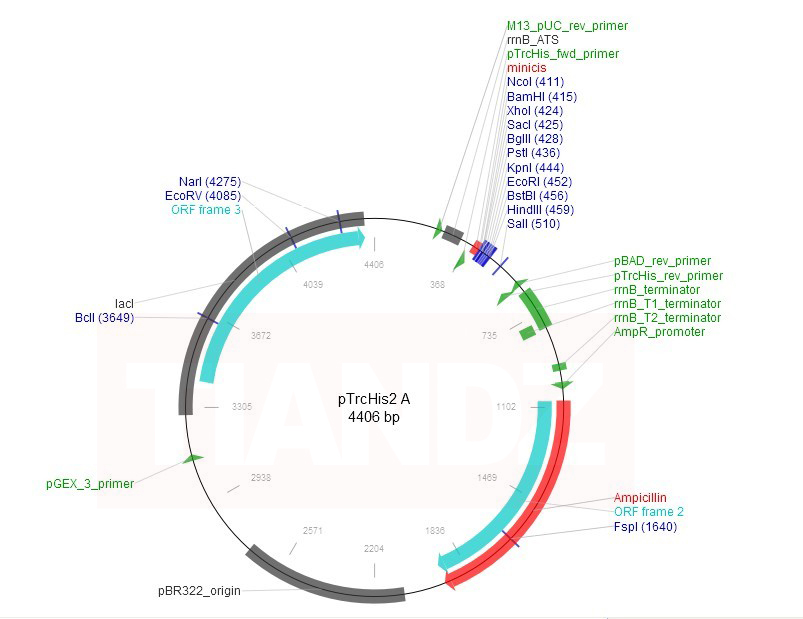 pTrcHis2 A(pTrcHis2A)