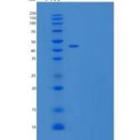 小鼠外异蛋白A受体(EDAR)重组蛋白重组蛋白C-Fc