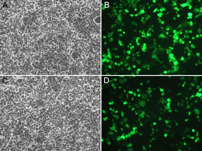 p53抑制剂(Pifithrin-α)促销