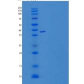 小鼠ALK-6 / BMPR1B重组蛋白Fc Tag