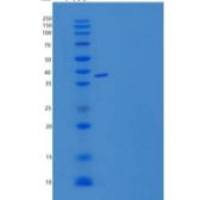 小鼠ALK-6 / BMPR1B重组蛋白Fc Tag