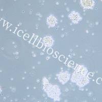 C8166-CD4 人T淋巴细胞白血病细胞/STR鉴定/镜像绮点(Cellverse)