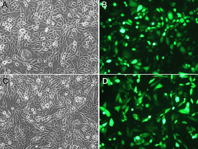 p53抑制剂(Pifithrin-α)促销