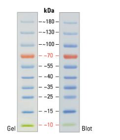 4-20%SDS-PAGE胶电泳图及转膜图