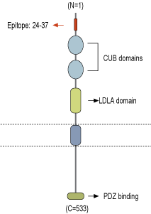 Anti-NETO1 (extracellular)