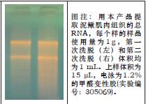 大提柱式动物RNAOUT-Maxi Column Anima