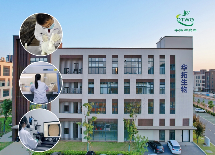 RCF大鼠心肌成纤维细胞|RCF细胞|永生化大鼠心肌成纤维细