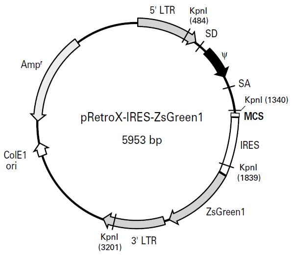 pRetroX-IRES-ZsGreen1产品信息