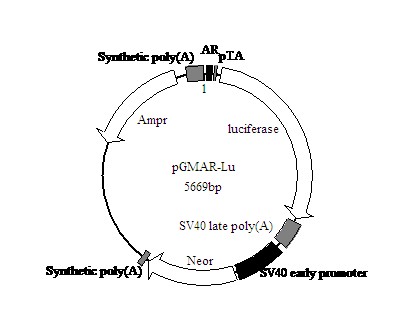 SY0692型R-藻红蛋白标记山羊抗小鼠IgG(H+L)F(