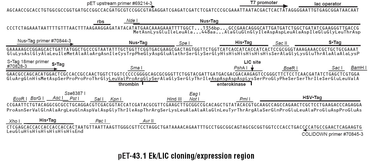 pet43.1-EK-LIC多克隆位点