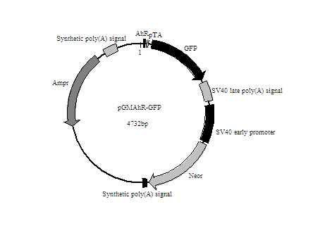 AhR-GFP报告基因质粒促销